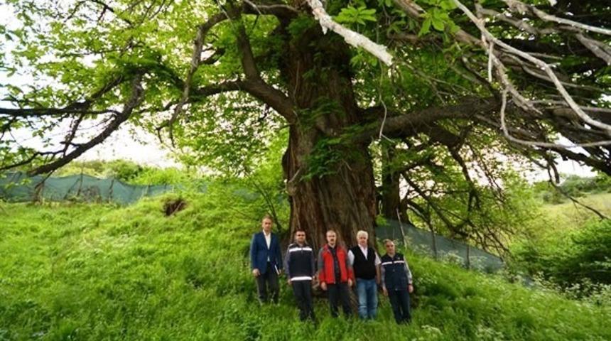 Vali Toraman, K&uuml;tahya ormanlarında incelemelerde bulundu