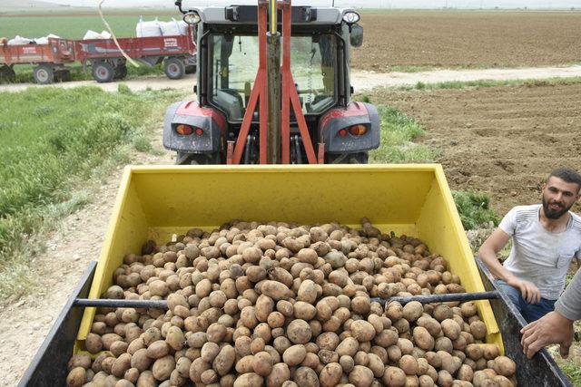 Niğde'de patates ekim alanı yüzde 10 arttı