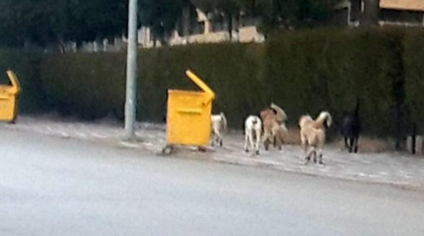 Vatandaşlar sahipsiz başıboş k&ouml;peklerden şikayet&ccedil;i