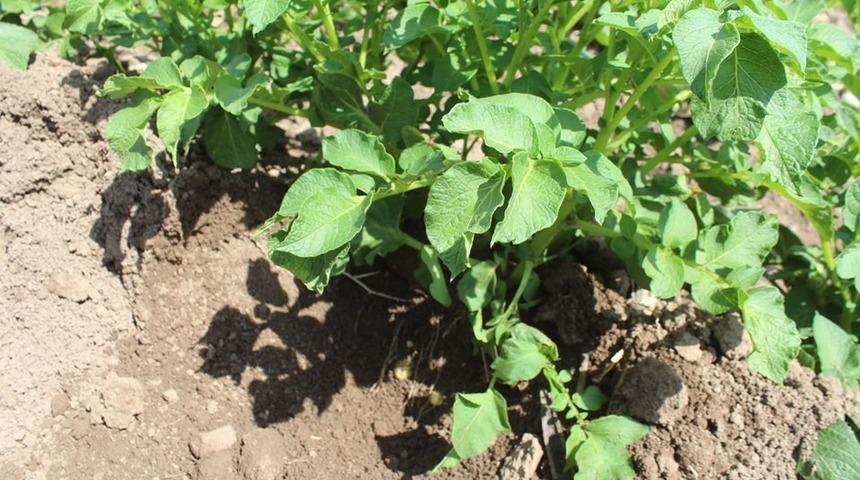 Iğdır’da patates hasadı bereketli olacak