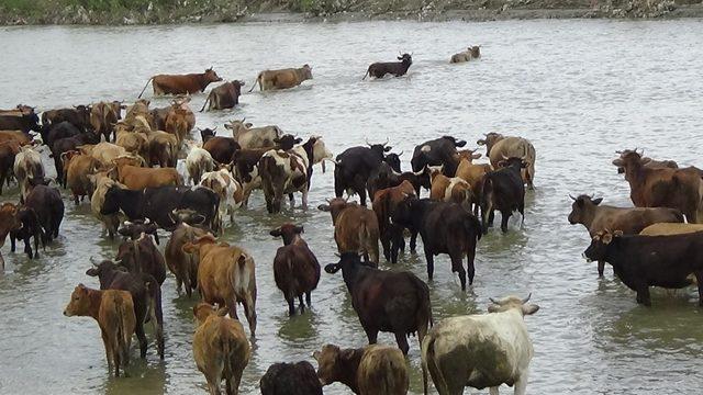 Büyükbaş hayvanların nehirden tehlikeli geçişi