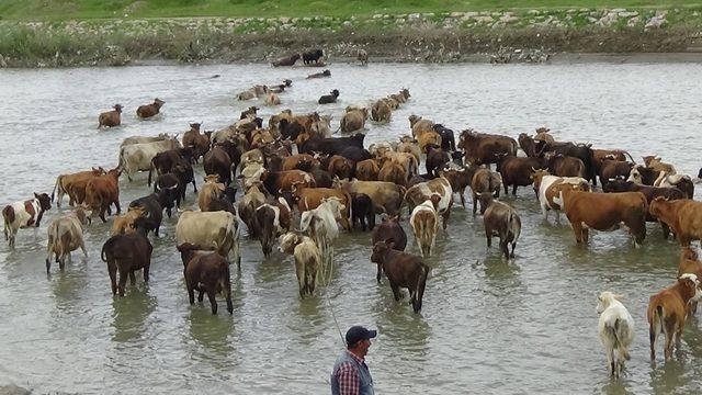 Büyükbaş hayvanların nehirden tehlikeli geçişi