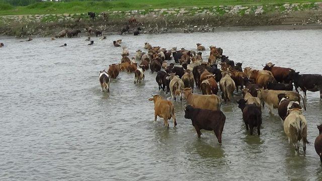 Büyükbaş hayvanların nehirden tehlikeli geçişi