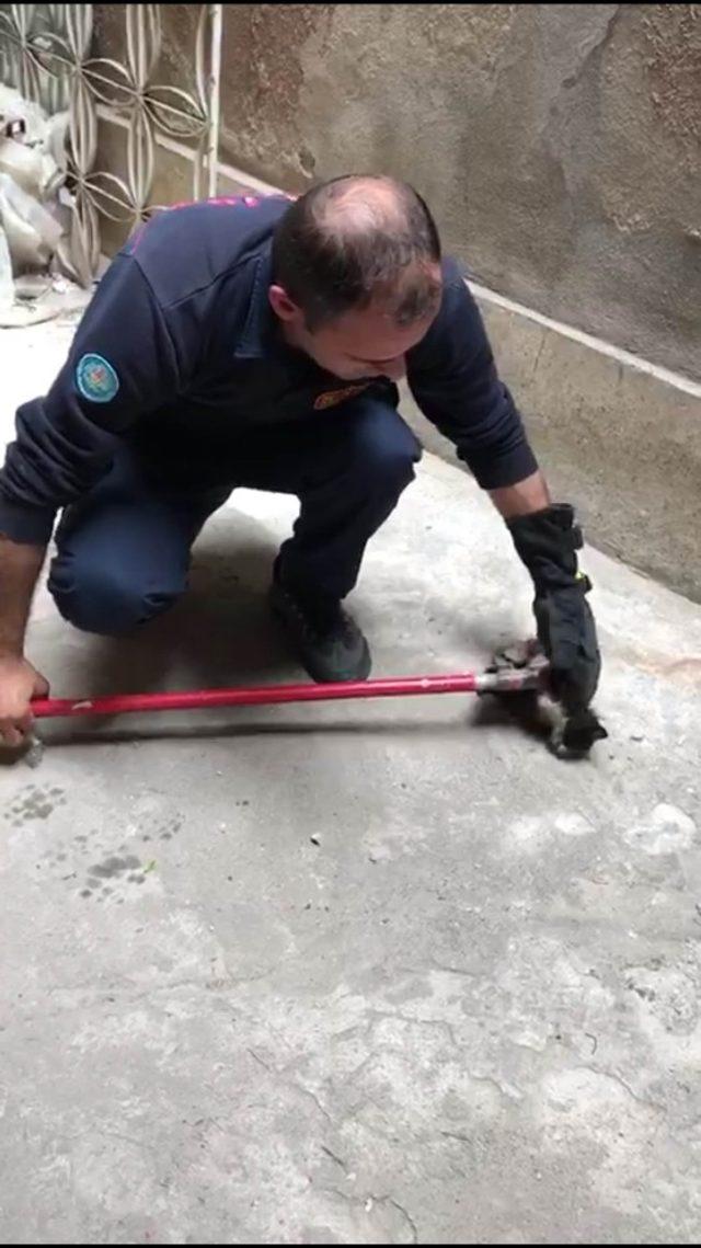 Kalorifer kazanına düşen yavru kediyi itfaiye kurtardı