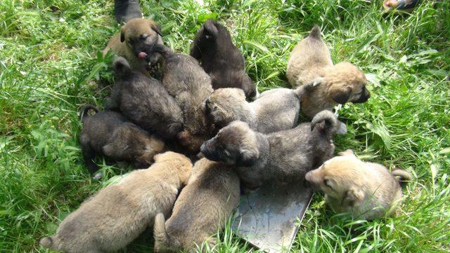 Asgari ücretli, 14 yavru köpeği evinde besliyor 