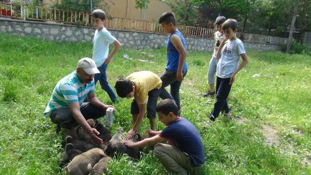 Asgari ücretli, 14 yavru köpeği evinde besliyor 