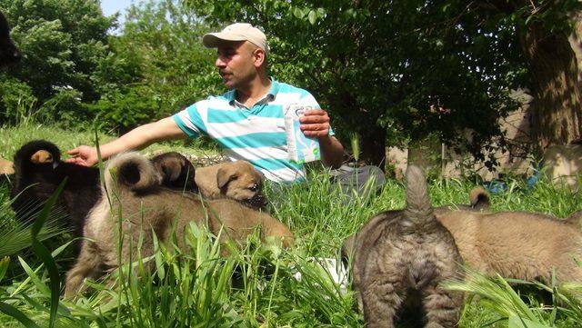 Asgari ücretli, 14 yavru köpeği evinde besliyor 