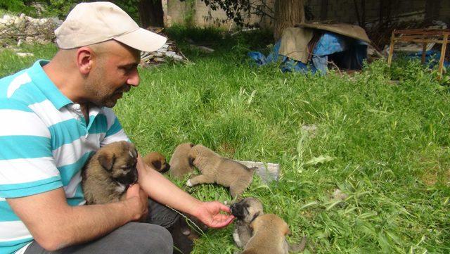 Asgari ücretli, 14 yavru köpeği evinde besliyor 