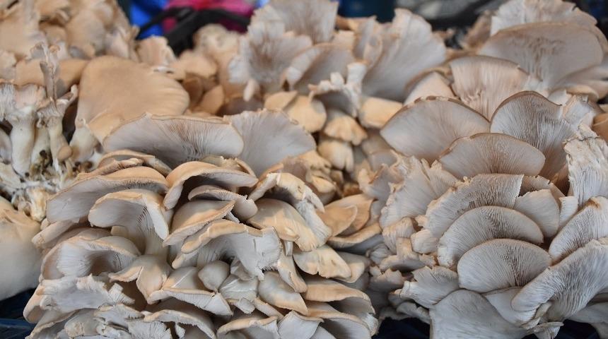 Bilin&ccedil;siz mantar t&uuml;ketimi &ouml;ld&uuml;r&uuml;yor