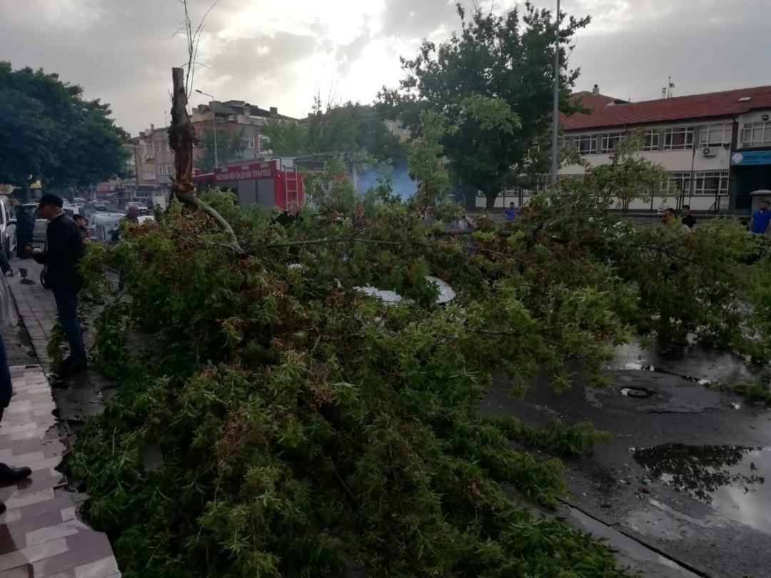 R&uuml;zgardan devrilen ağa&ccedil; otomobilin &uuml;zerine d&uuml;şt&uuml;