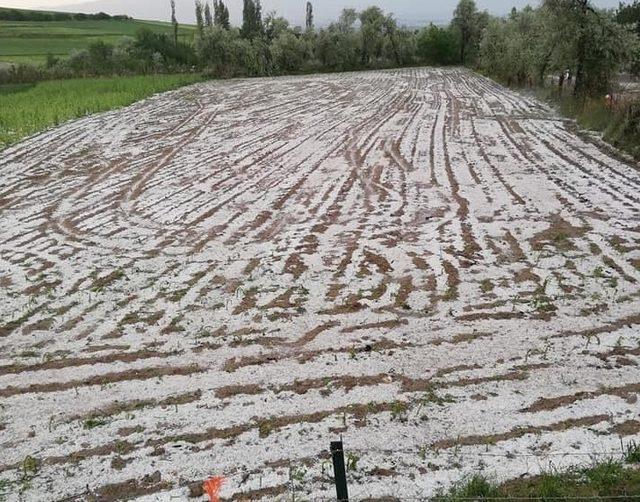 Amasya'da dolu, tarım arazilerine zarar verdi