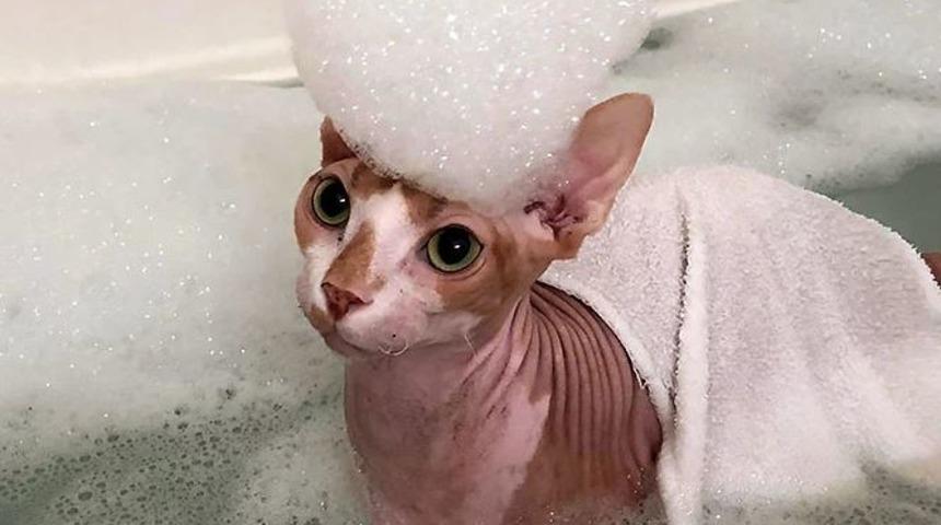 Kadınlar bu kediyi &ccedil;ok sevecek!