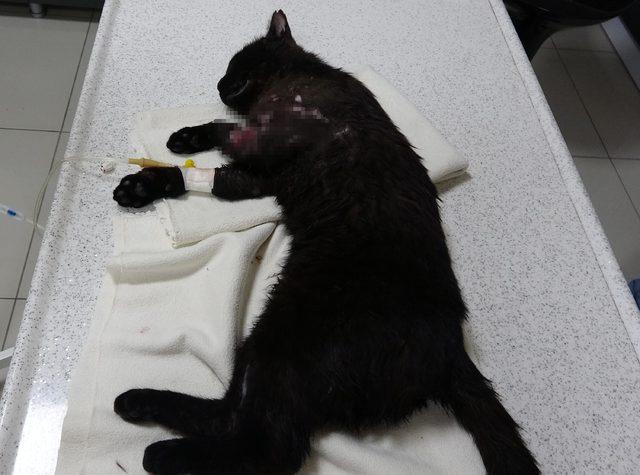 Pitbull'un saldırdığı kedi ağır yaralandı (2)