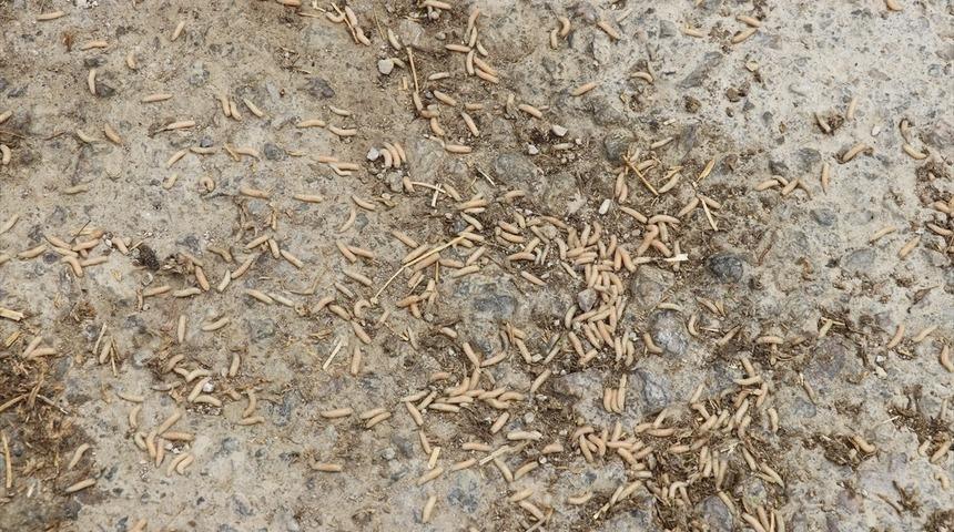 Ka&ccedil;ak sakatat işlenen kesimhane m&uuml;h&uuml;rlendi, 22 bin TL ceza uygulandı