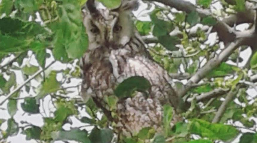 Mardin'den sonra Diyarbakır'da da boynuzlu baykuş görüldü