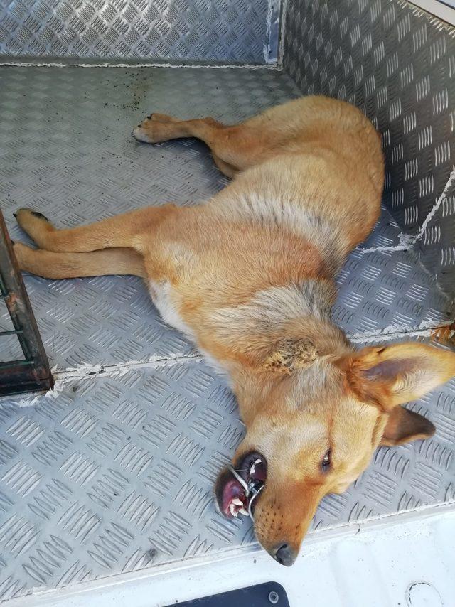 Ağzına çelik halka sıkışan köpeği, AFAD ekibi kurtardı