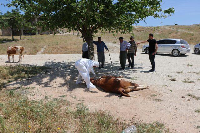 Adıyaman'da köye 'kuduz' karantinası