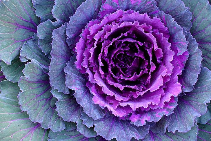 Kırmızı-mor renkli sebze ve meyveler sağlık deposu