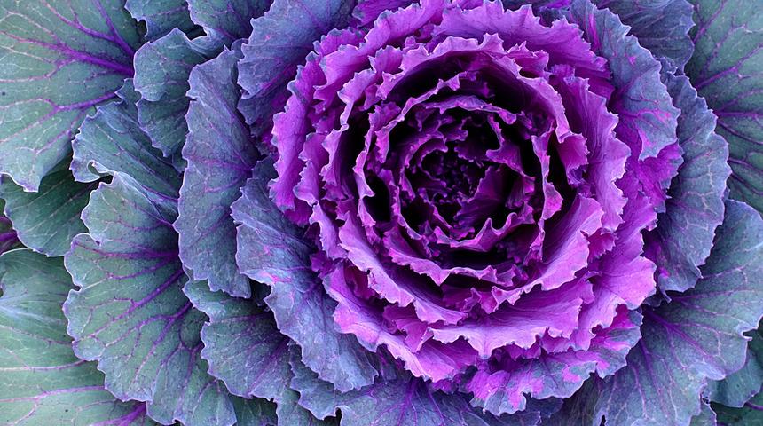 Kırmızı-mor renkli sebze ve meyveler sağlık deposu