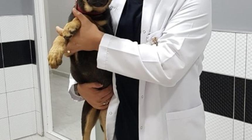 Veteriner hekimlerden tatile &ccedil;ıkacaklara uyarı