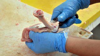 Tavuk fiyatı 3 ayda yüzde 50 arttı 