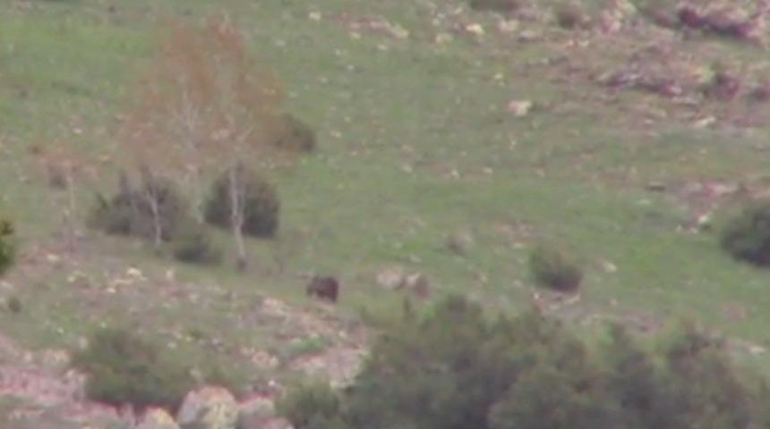 Yiyecek arayan Ayı kameralara yansıdı