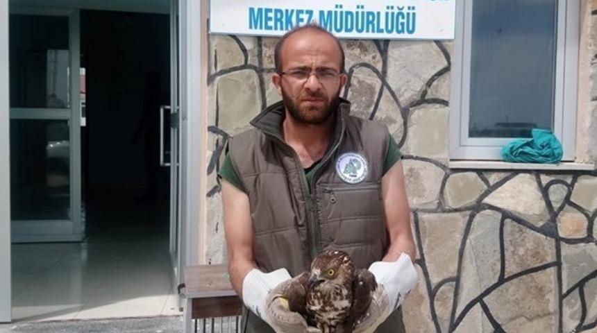 Van&rsquo;da yaralı kuşlar tedavi altına alındı