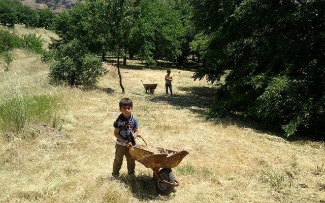 Dut bahçelerinde hazırlık zamanı