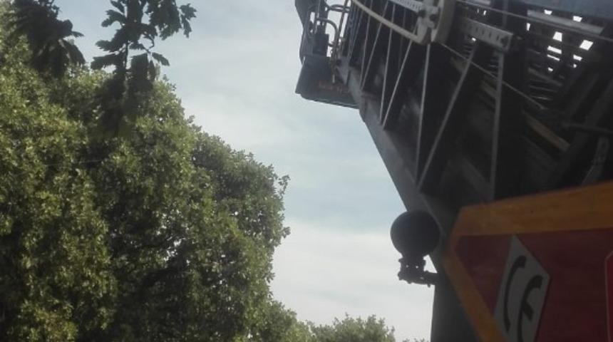 Burhaniye&rsquo;de kuş kurtarma operasyonu