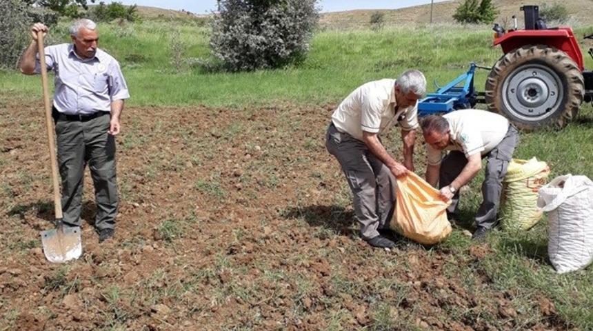 240 bin TL ceza kesilen, salep soğanları tekrar toprakla buluştu