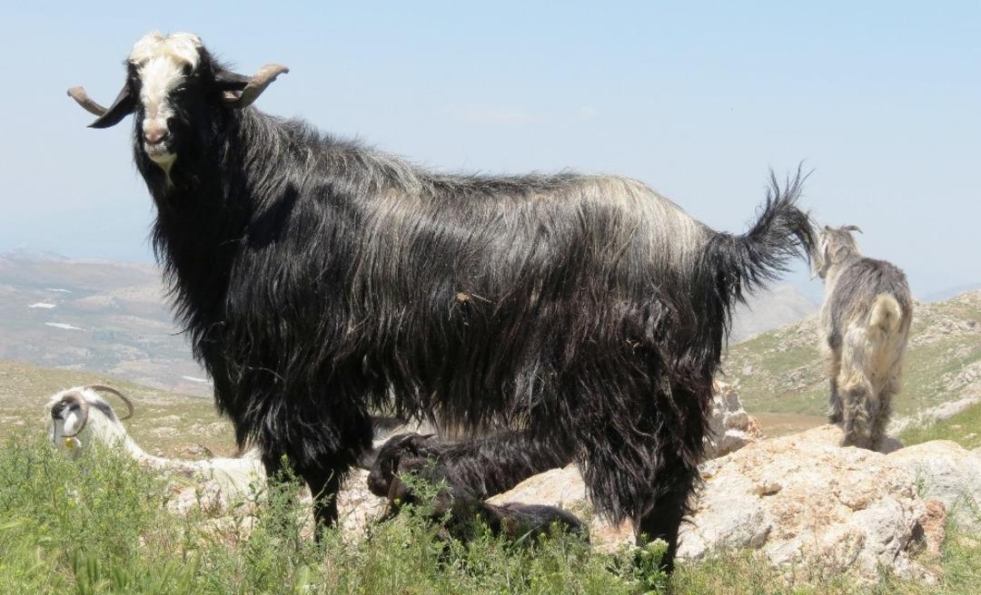Antalya&rsquo;da Honamlı ke&ccedil;isi koruma altında