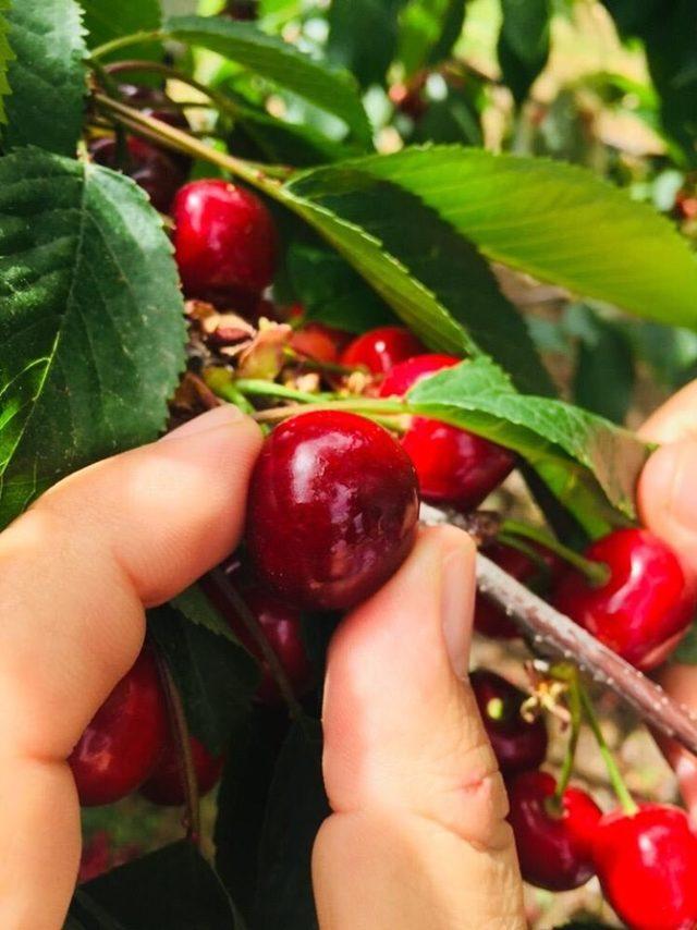 Kirazdaki sirke sineği zararlısına sirkeli tuzak