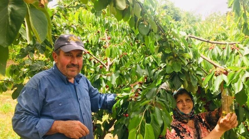 Kirazdaki sirke sineği zararlısına sirkeli tuzak