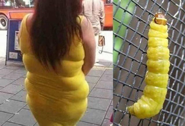17-Lady-Yellow-Caterpillar-Copy