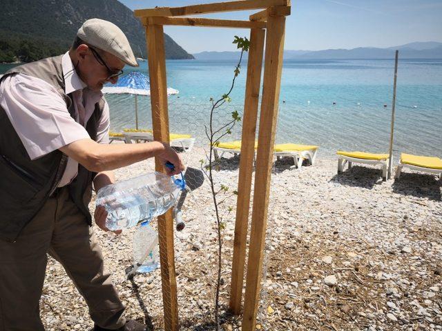 Muğla’nın çınarları, ağaç katliamı sonrası dikilen fidanları suladı