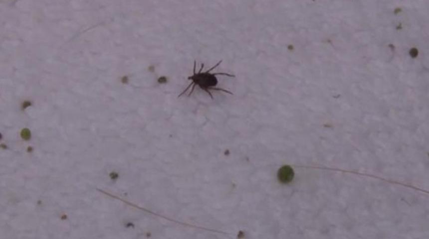 Sivas&rsquo;ta kene can aldı!