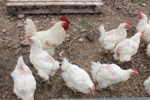 Kesime gönderilmekten kurtarılan tavuklar, artık özgürce yaşayacak