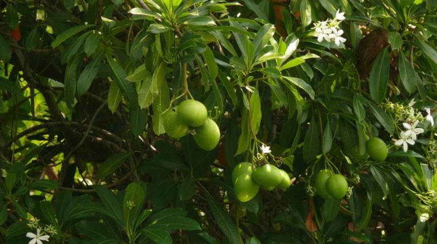 Eğer bu ağacı görürseniz ardınıza bakmadan kaçın! Tam bir cinayet silahı