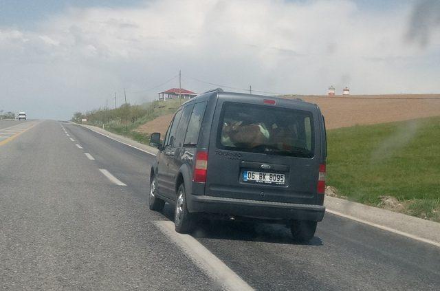 Van’da dana Ferhat’ı anımsatan görüntüler