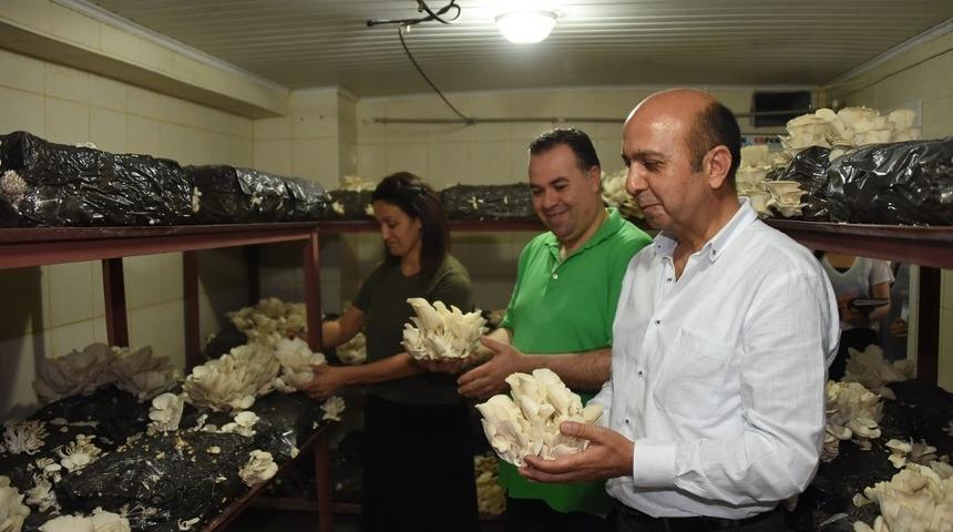 Tarsus Belediyesi&rsquo;nde istiridye mantarının &uuml;retimi artacak