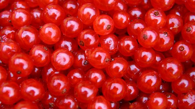 Bilimsel olarak kanıtlandı! Böbrek taşını sancısız döküyor