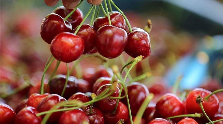  İhracatlık kirazda fiyat üreticiyi sevindirdi  