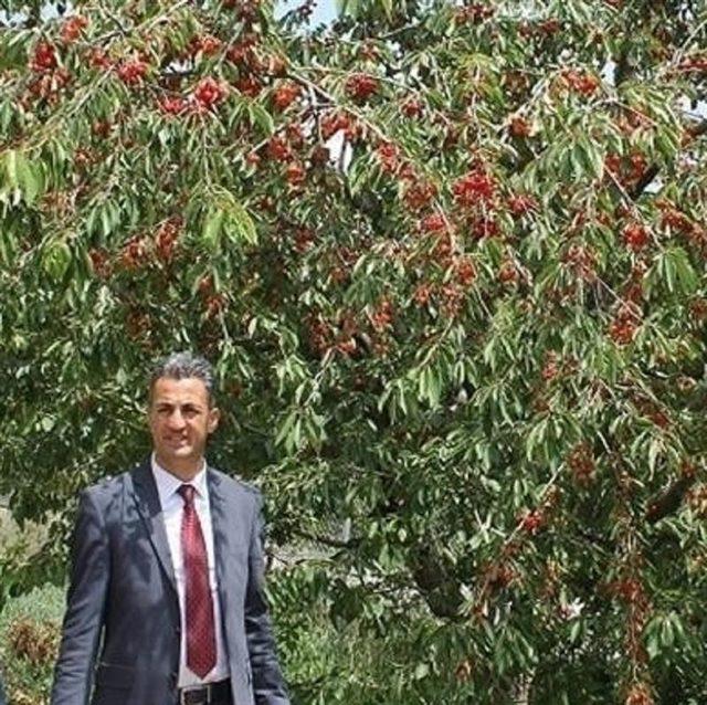 Kiraz ağaçlarında entegre ve kontrollü ürün yönetimi