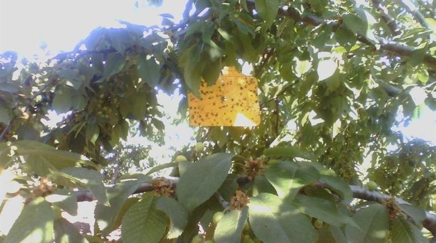 Kiraz ağa&ccedil;larında entegre ve kontroll&uuml; &uuml;r&uuml;n y&ouml;netimi