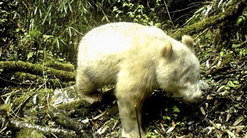 'D&uuml;nyanın ilk albino pandası' g&ouml;r&uuml;nt&uuml;lendi