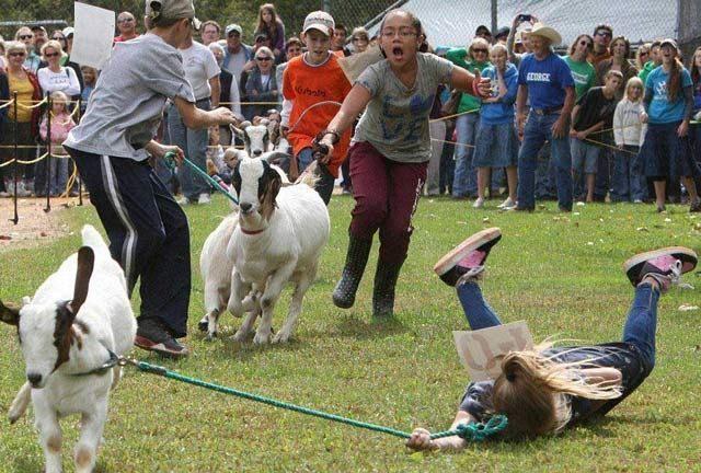 goat-racing