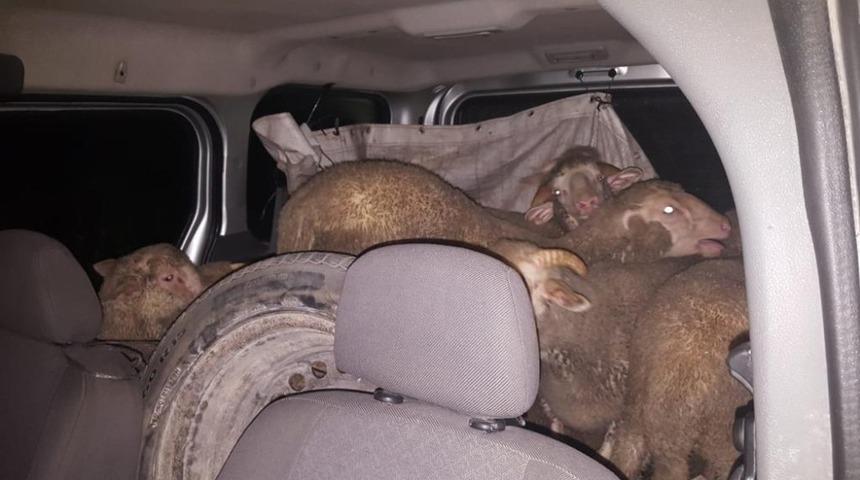 K&uuml;&ccedil;&uuml;kbaş hayvan hırsızları yakalandı