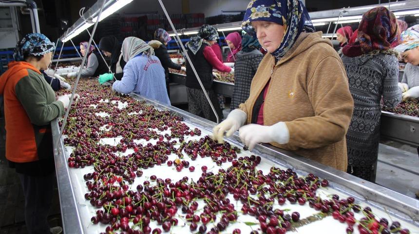Alaşehir'den kiraz ihracatı başladı