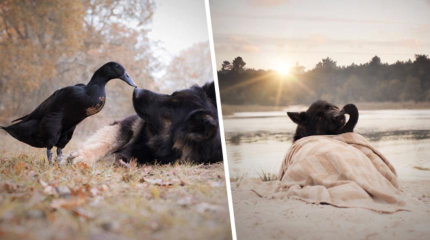 Akıl alır gibi değil! Bu köpeğin en iyi arkadaşı bir ördek