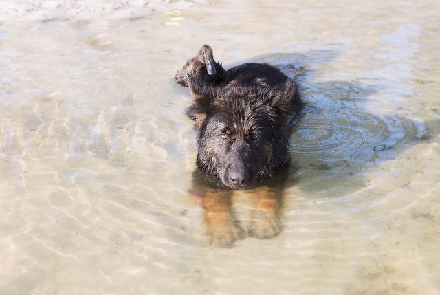 I-Photograph-The-Unexpected-Friendship-Between-My-Dog-My-Duck-5bdf2c2e7a4ad__880